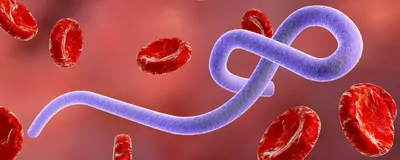 Artist’s rendering of a light purple Ebola virus looping around itself that’s surrounded by red blood cells